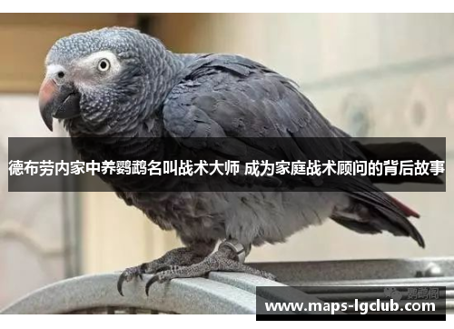 德布劳内家中养鹦鹉名叫战术大师 成为家庭战术顾问的背后故事